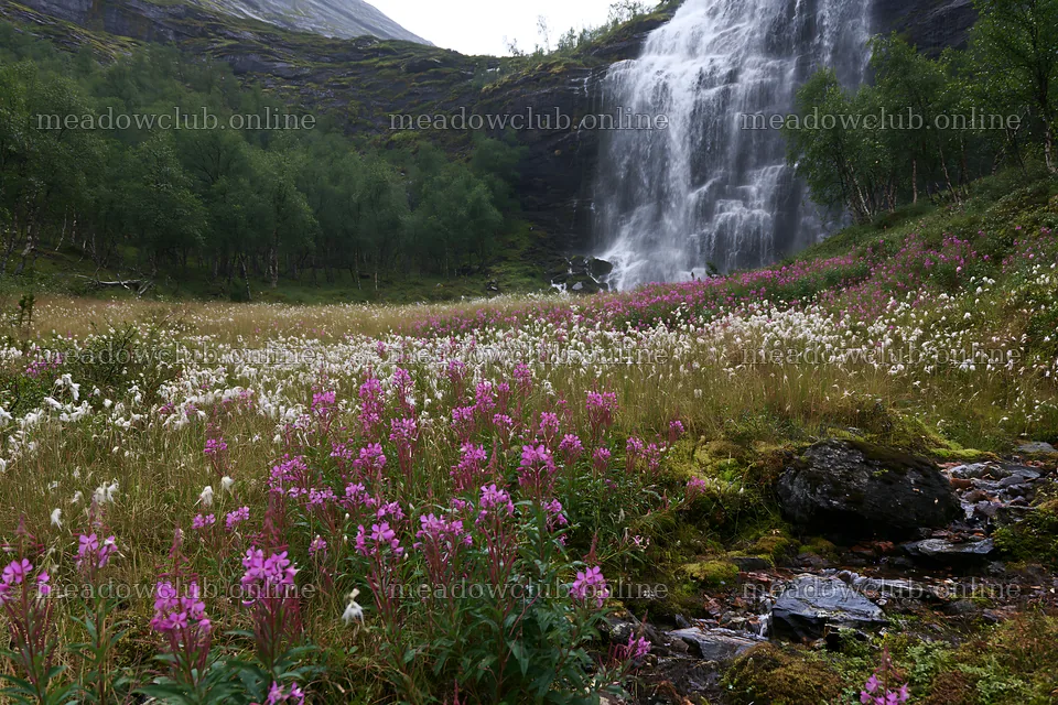 Wildflower meadow at waterfall base in remote location – meadow photos 9722x6480