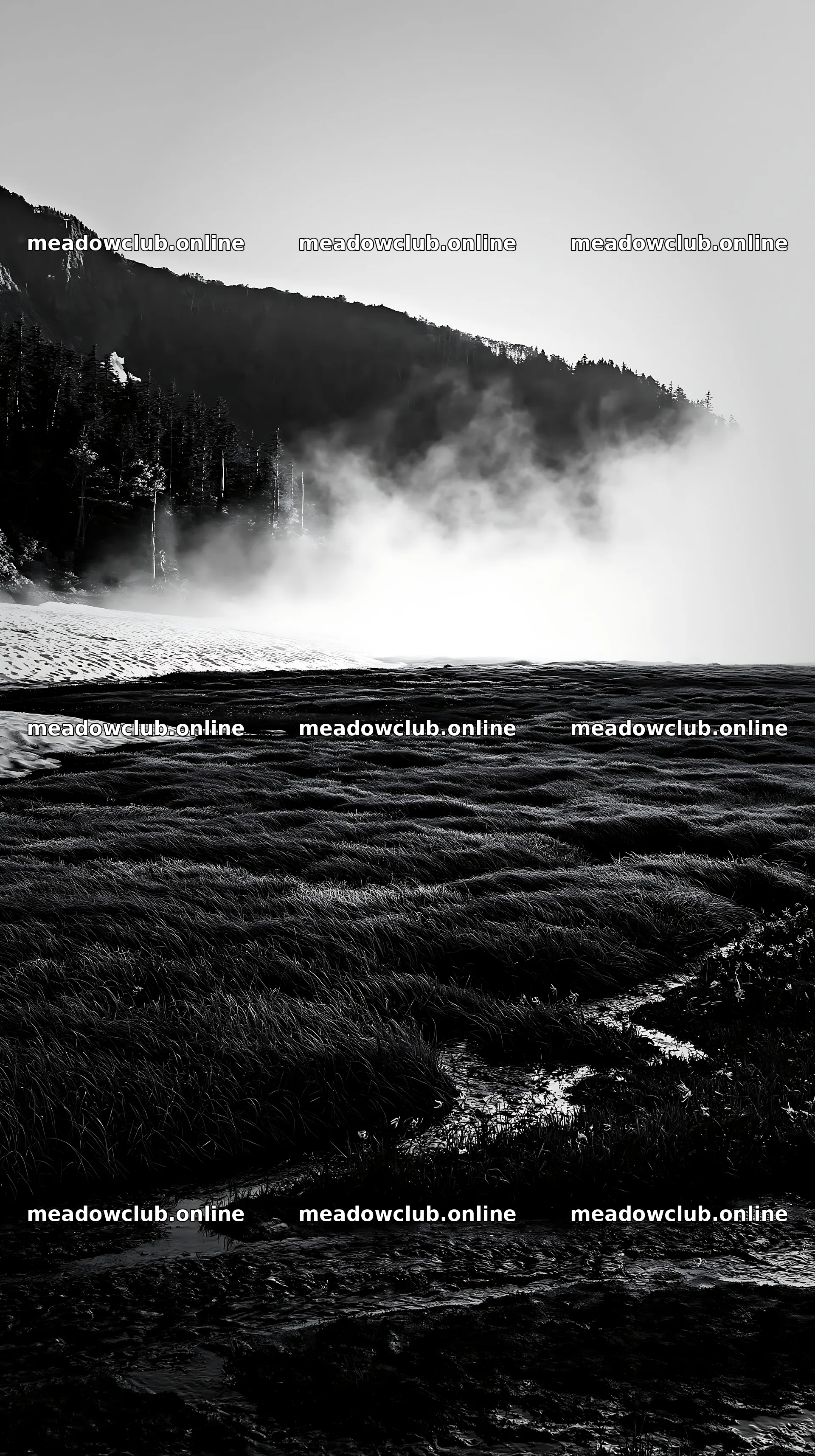 Akita snowmelt meadow with silver grasses on a clear morning – meadow photos 5938x10608