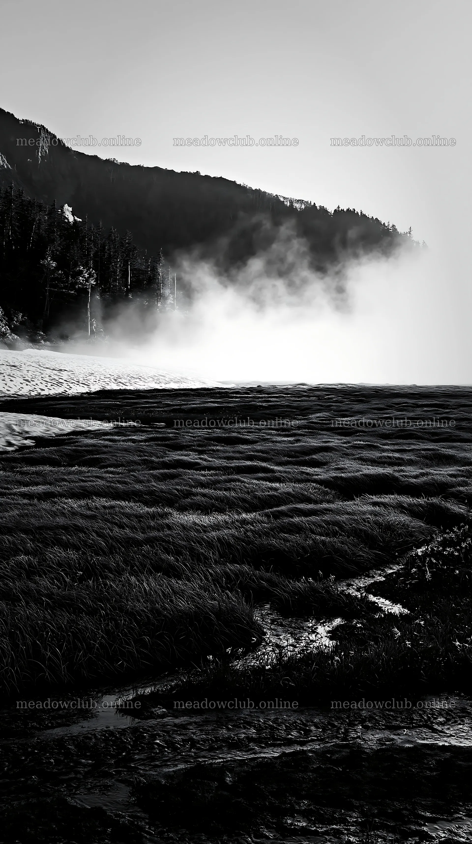 Akita snowmelt meadow with silver grasses on a clear morning – meadow photos 5938x10608