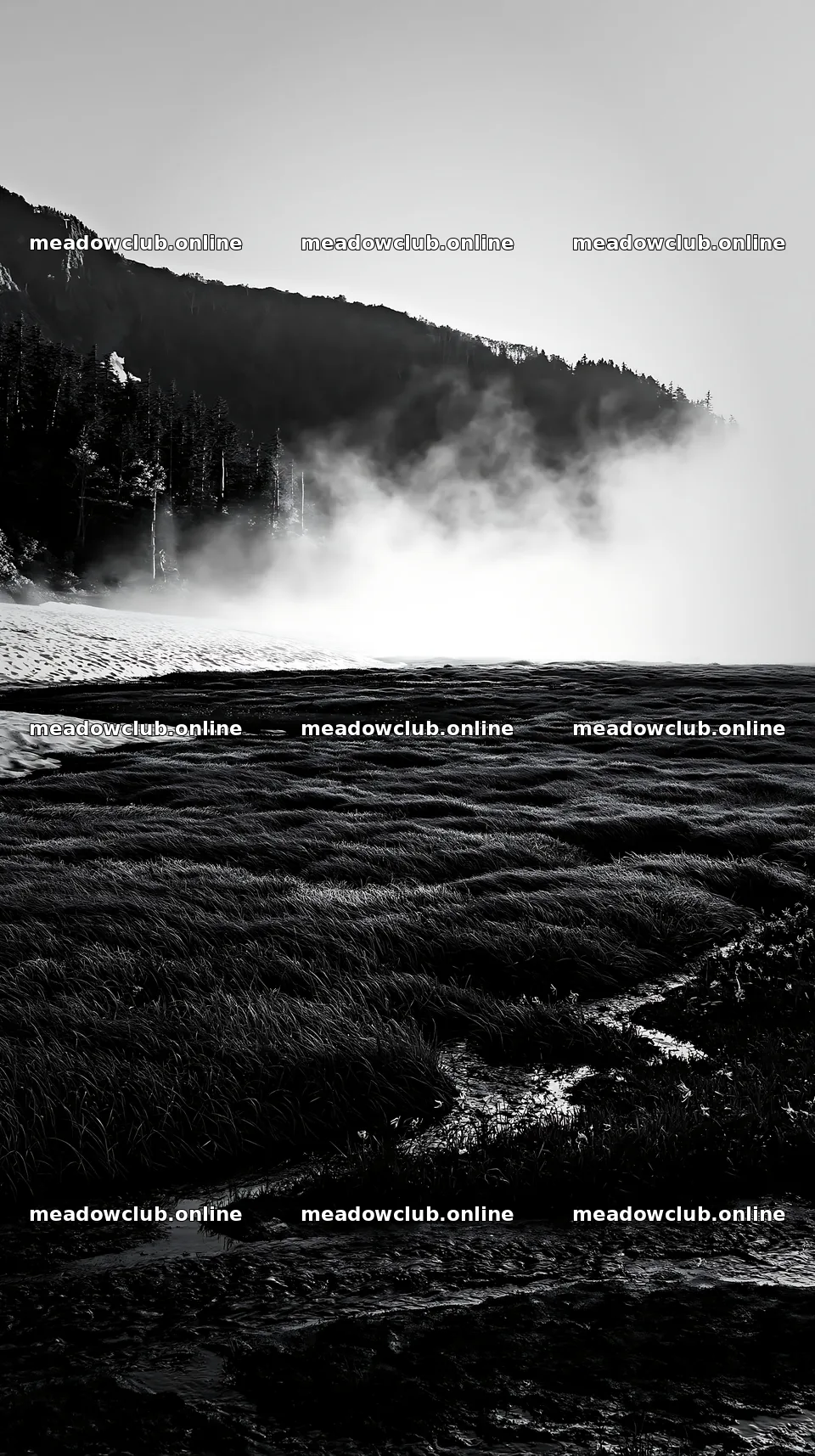 Akita snowmelt meadow with silver grasses on a clear morning – meadow photos 5938x10608