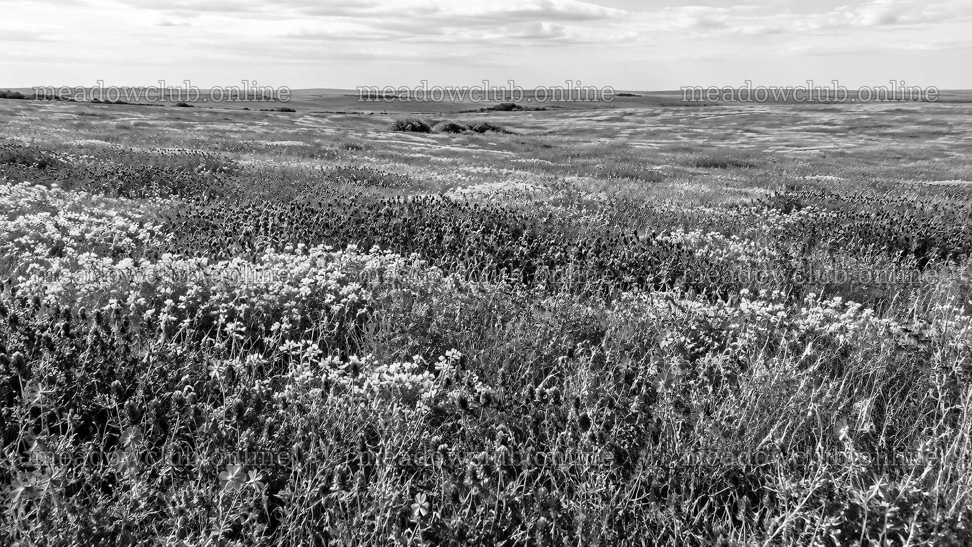 Monochrome Wildflower Meadow and Open Plains – meadow photos 10324x5812