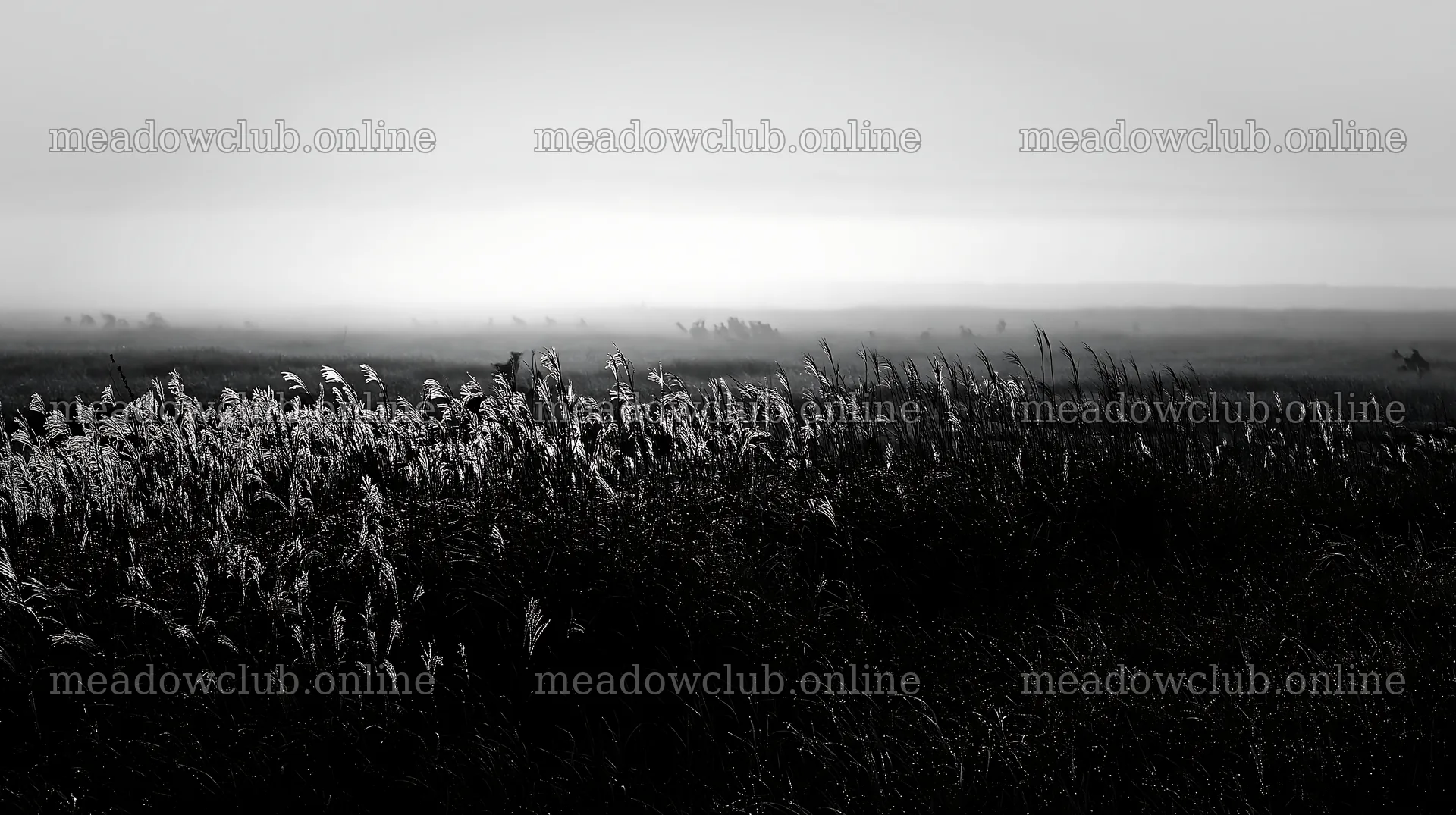 Miyazaki sunrise meadow dew covered sedges with morning light – meadow photos 10608x5938