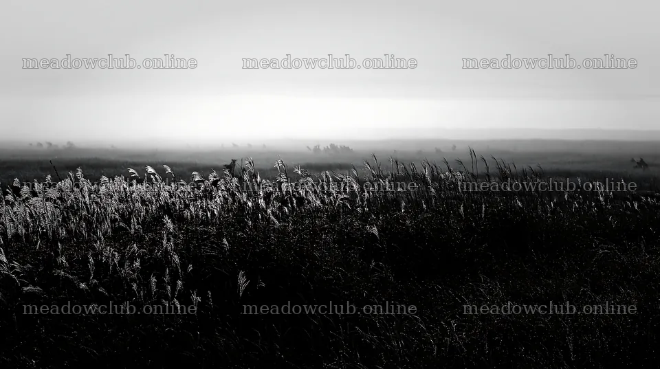 Miyazaki sunrise meadow dew covered sedges with morning light – meadow photos 10608x5938