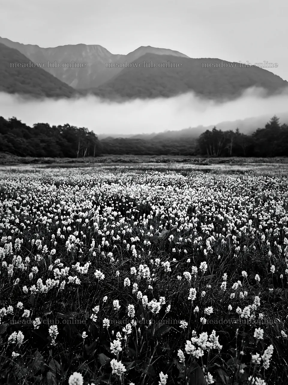 Expansive Hokkaido restoration meadow with dewdrops early morning – meadow photos 6866x9174