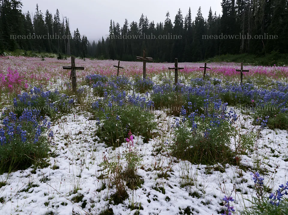 Multiple Christian crosses in snowy meadow with flowers – meadow photos 9174x6866