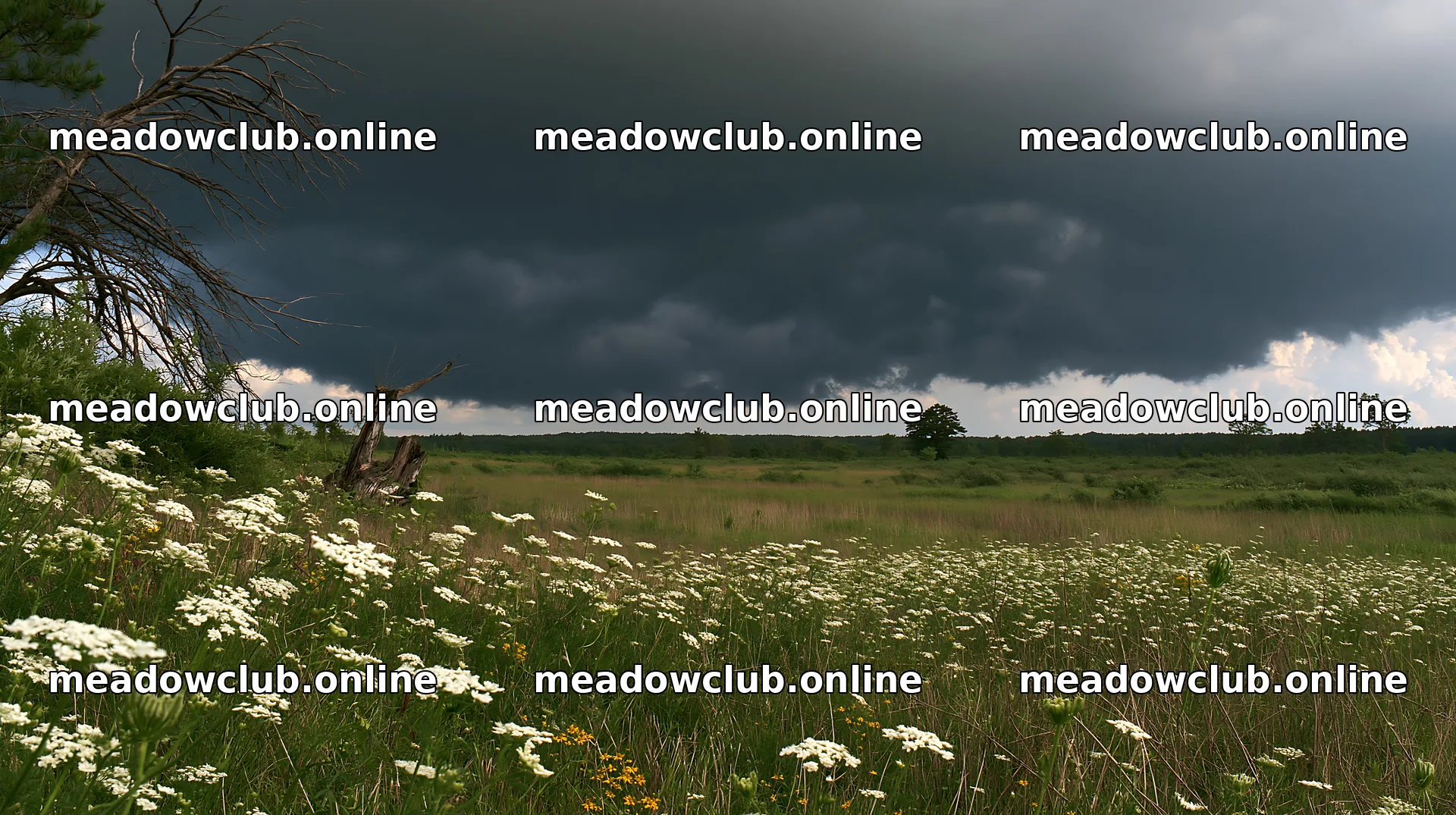 Fukushima native meadow with weathered stump under dark clouds – meadow photos 10608x5938