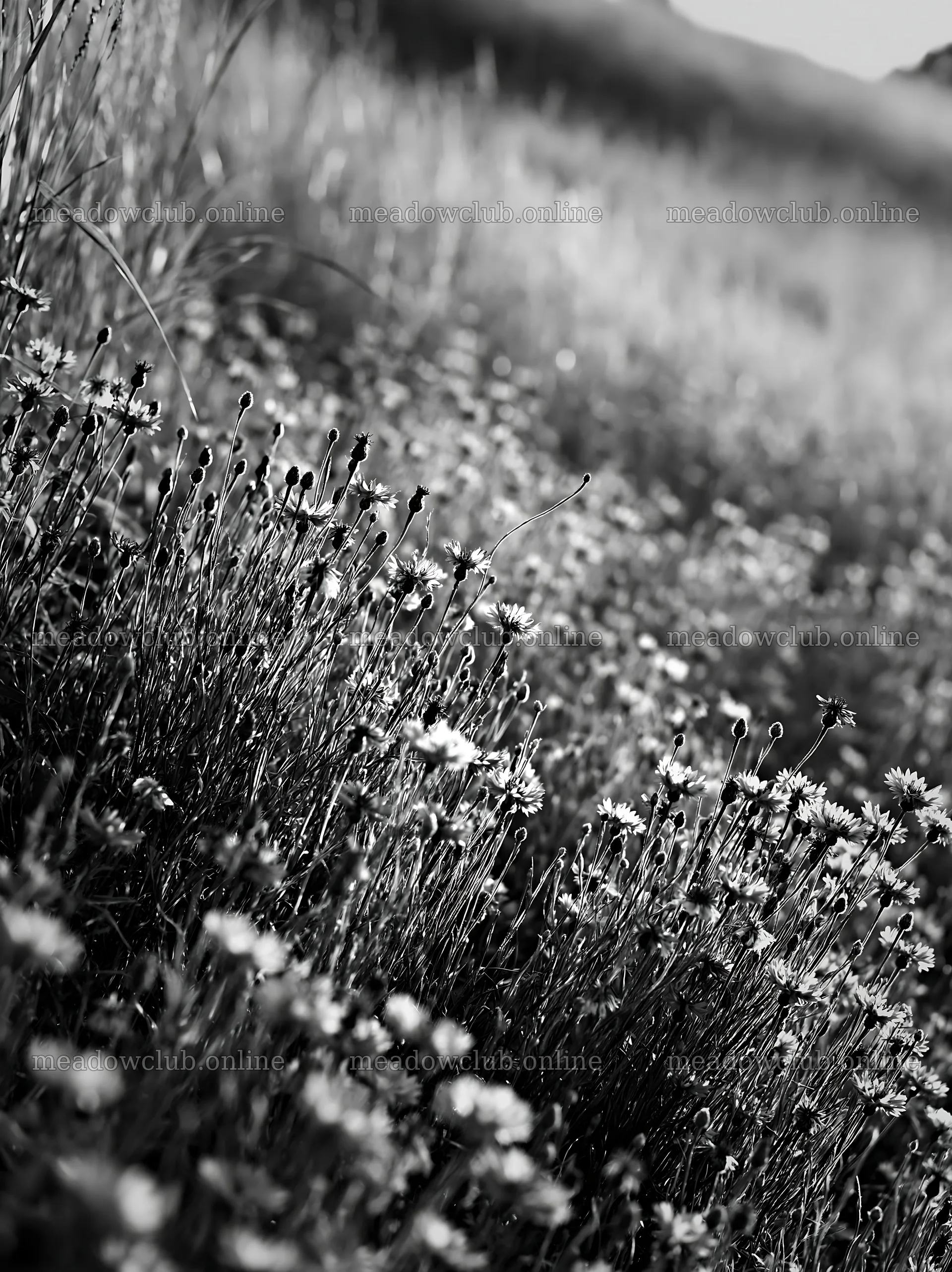Cornflower meadow with wildflowers under soft light – meadow photos 6866x9174