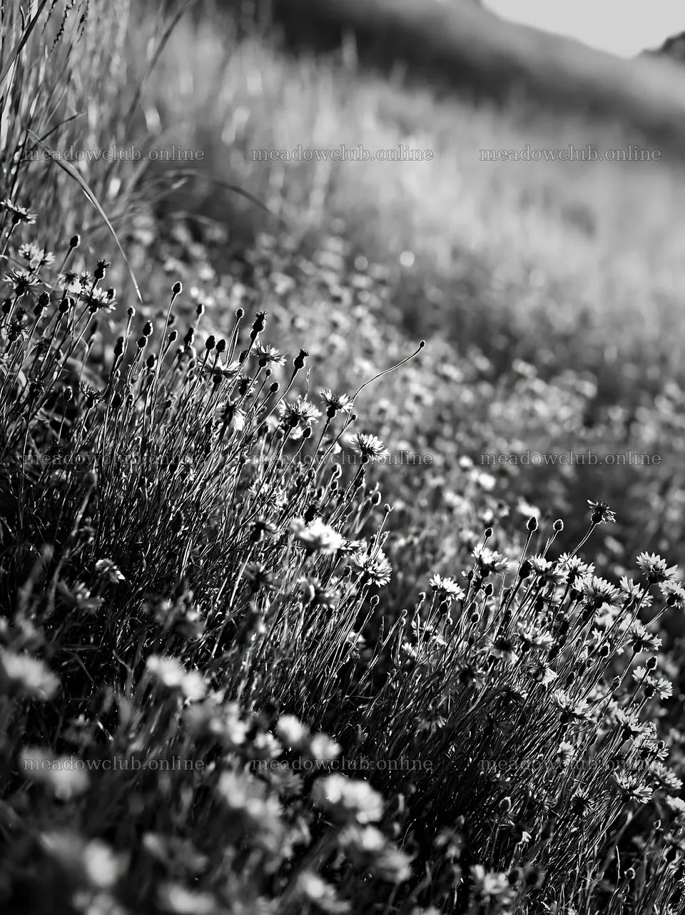 Cornflower meadow with wildflowers under soft light – meadow photos 6866x9174