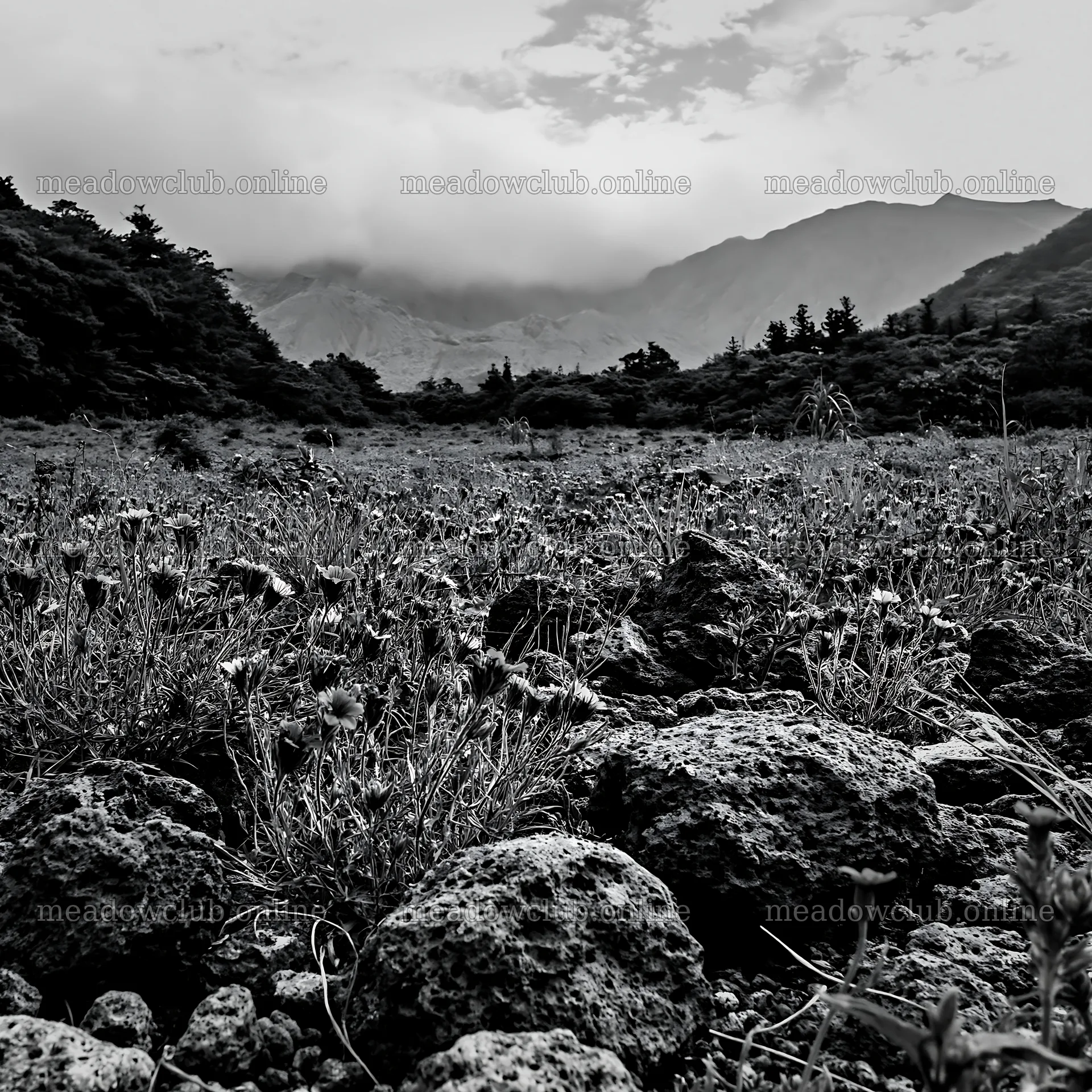 Kagoshima volcanic meadow with pumice and natural landscape – meadow photos 7938x7938