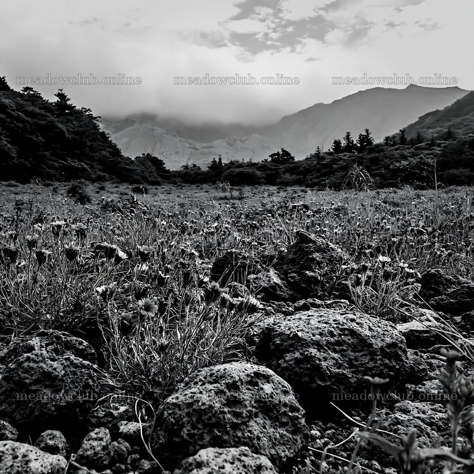 Kagoshima volcanic meadow with pumice and natural landscape – meadow photos 7938x7938