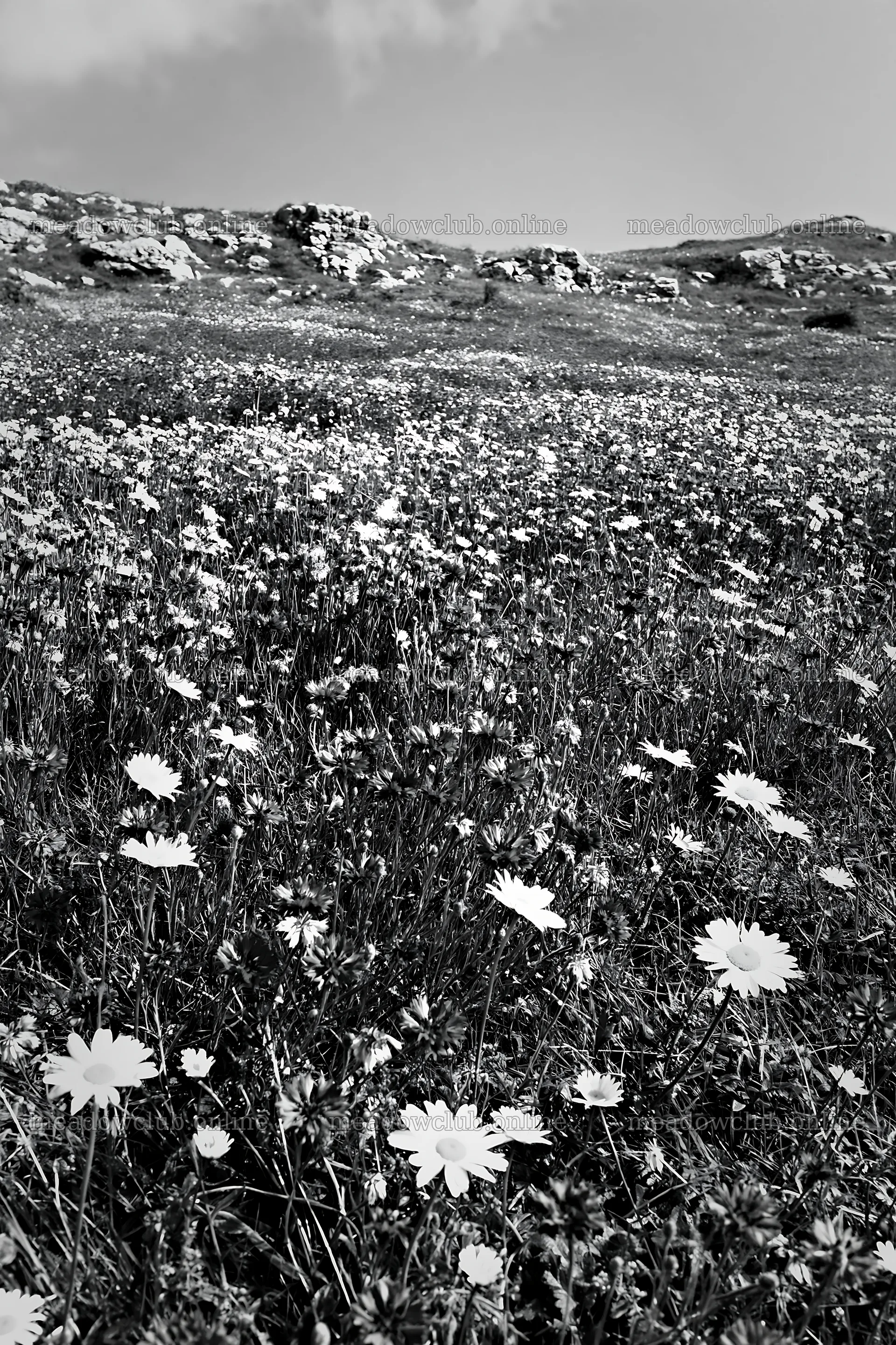 Cornflower meadow under cloudy sky in black and white – meadow photos 6480x9722