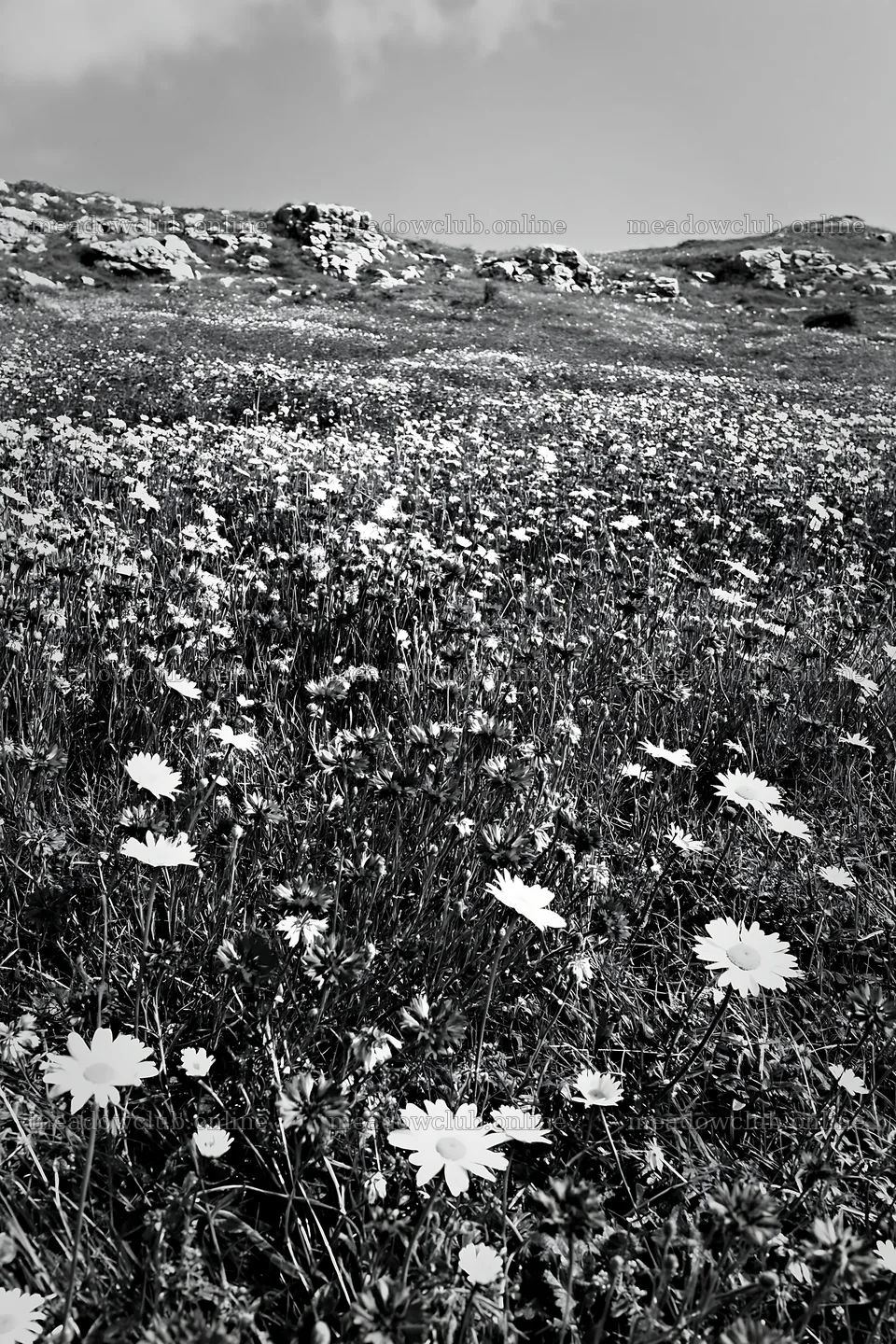 Cornflower meadow under cloudy sky in black and white – meadow photos 6480x9722
