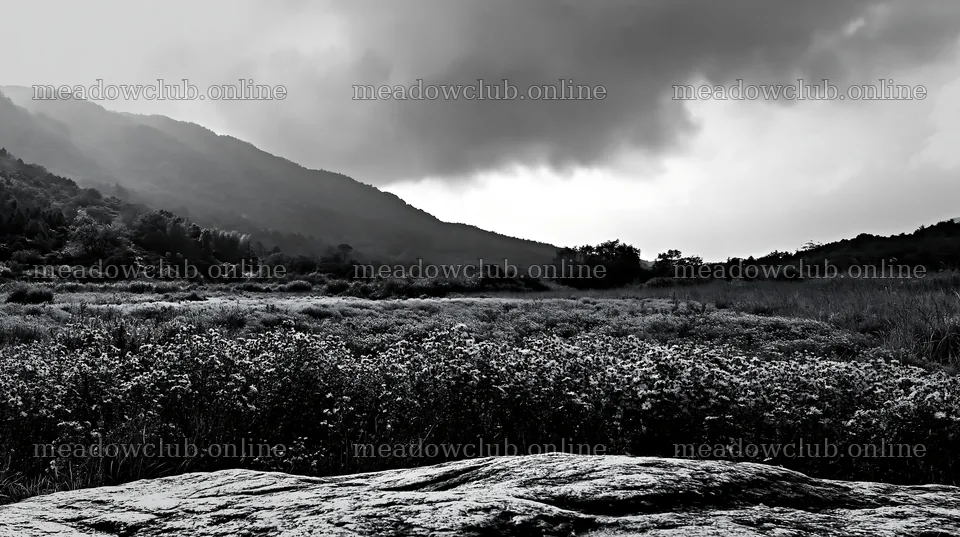 Hiroshima rainy meadow smooth rock foreground – meadow photos 10608x5938