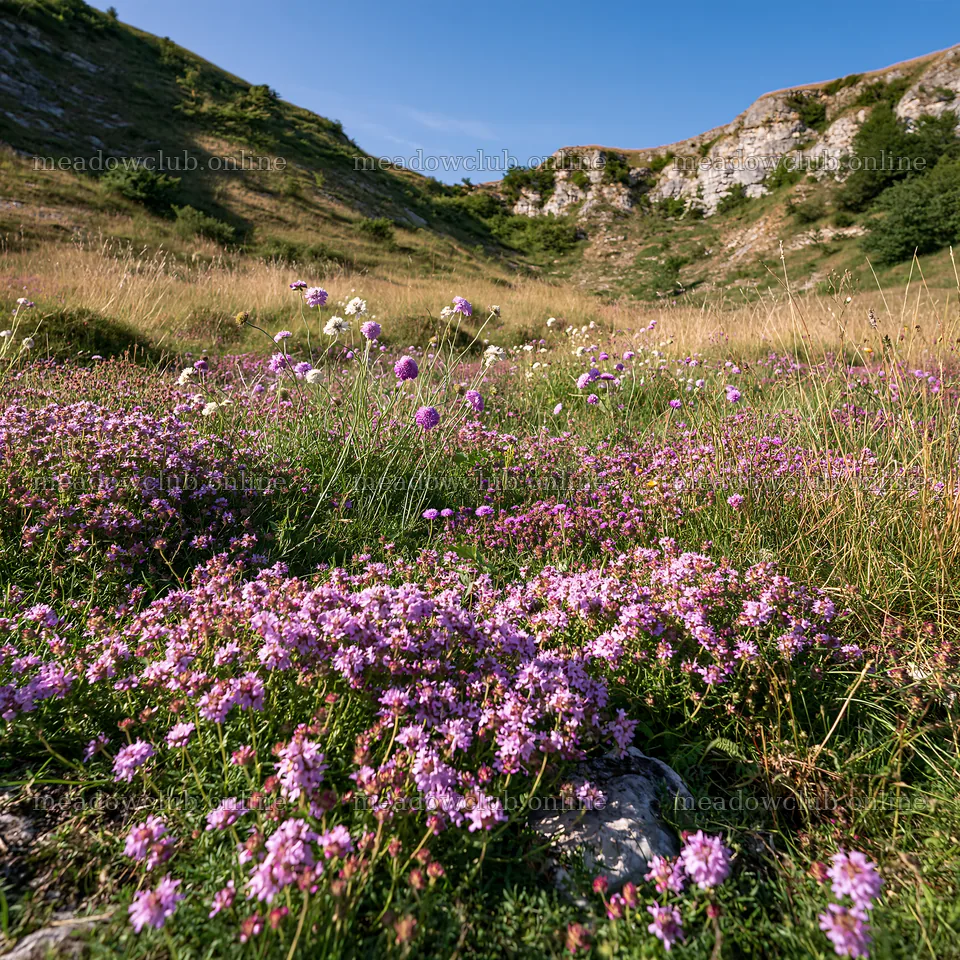 Sunny dry meadow hillside with blooming flowers – meadow photos 7938x7938