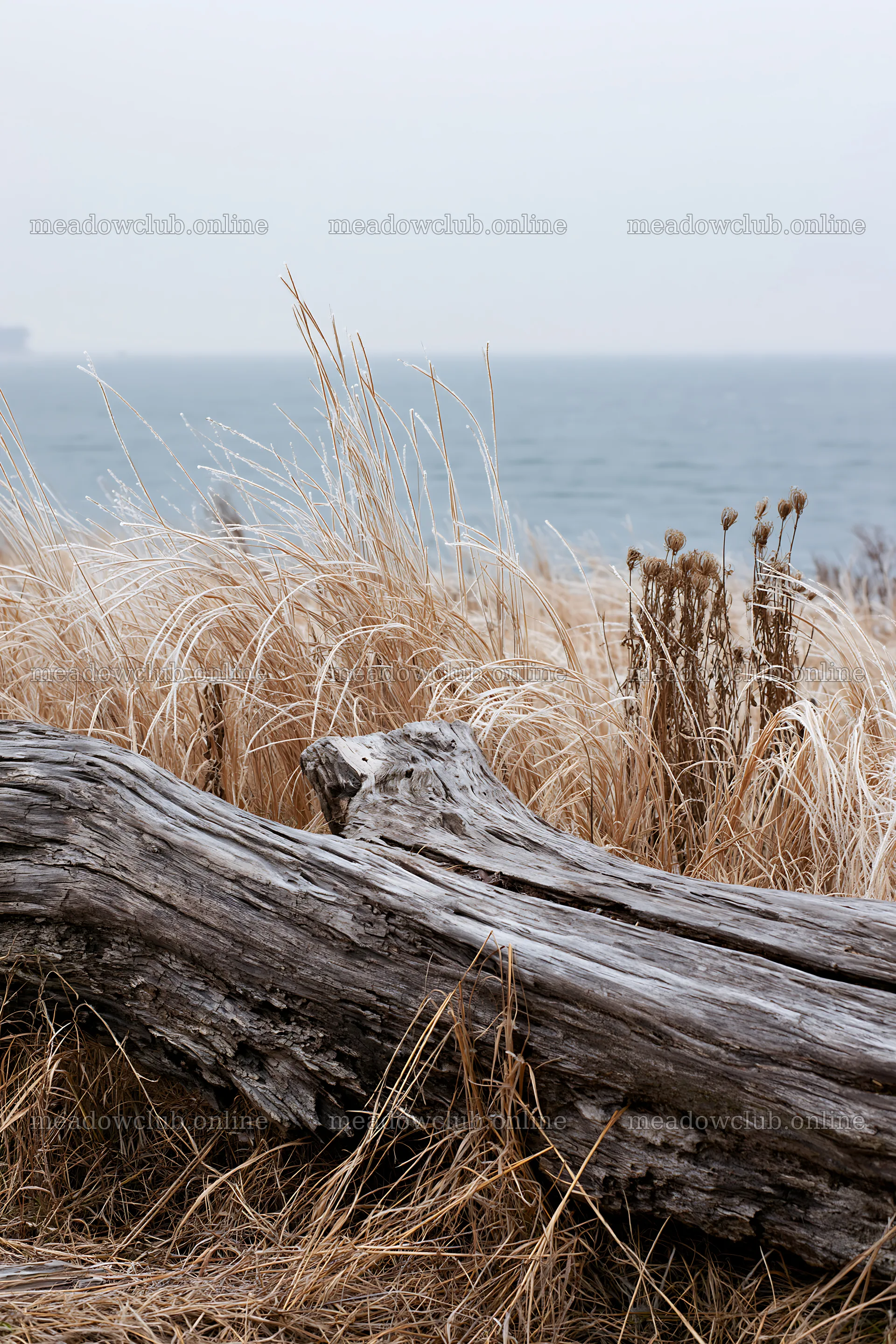 Ishikawa coastal meadow storm washed driftwood on the shore – meadow photos 6480x9722