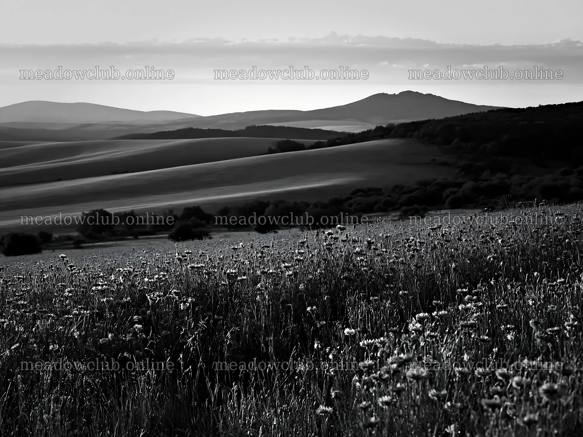 Cornflower meadow with hills in black and white – meadow photos 9174x6866