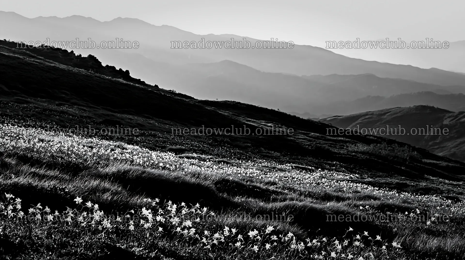 Kirigamine highland daylily meadow in black and white – meadow photos 10608x5938