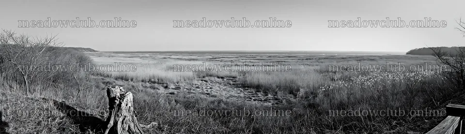 Fukushima native meadow with weathered stump – meadow photos 14762x4268