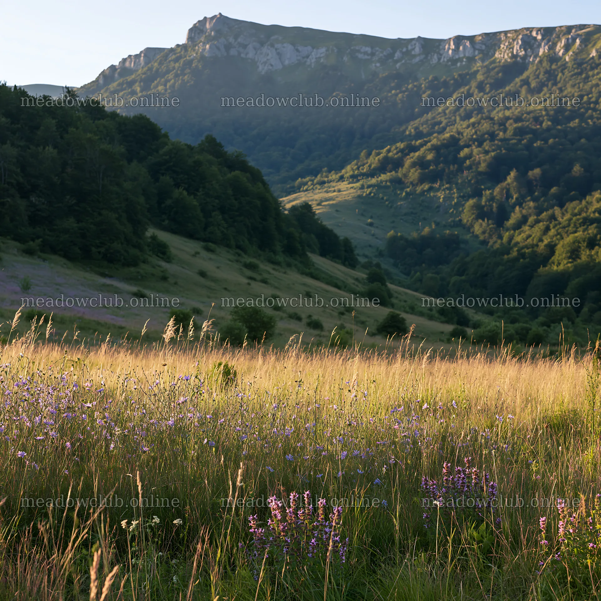 Sainfoin chicory meadow with mountains in the background – meadow photos 7938x7938