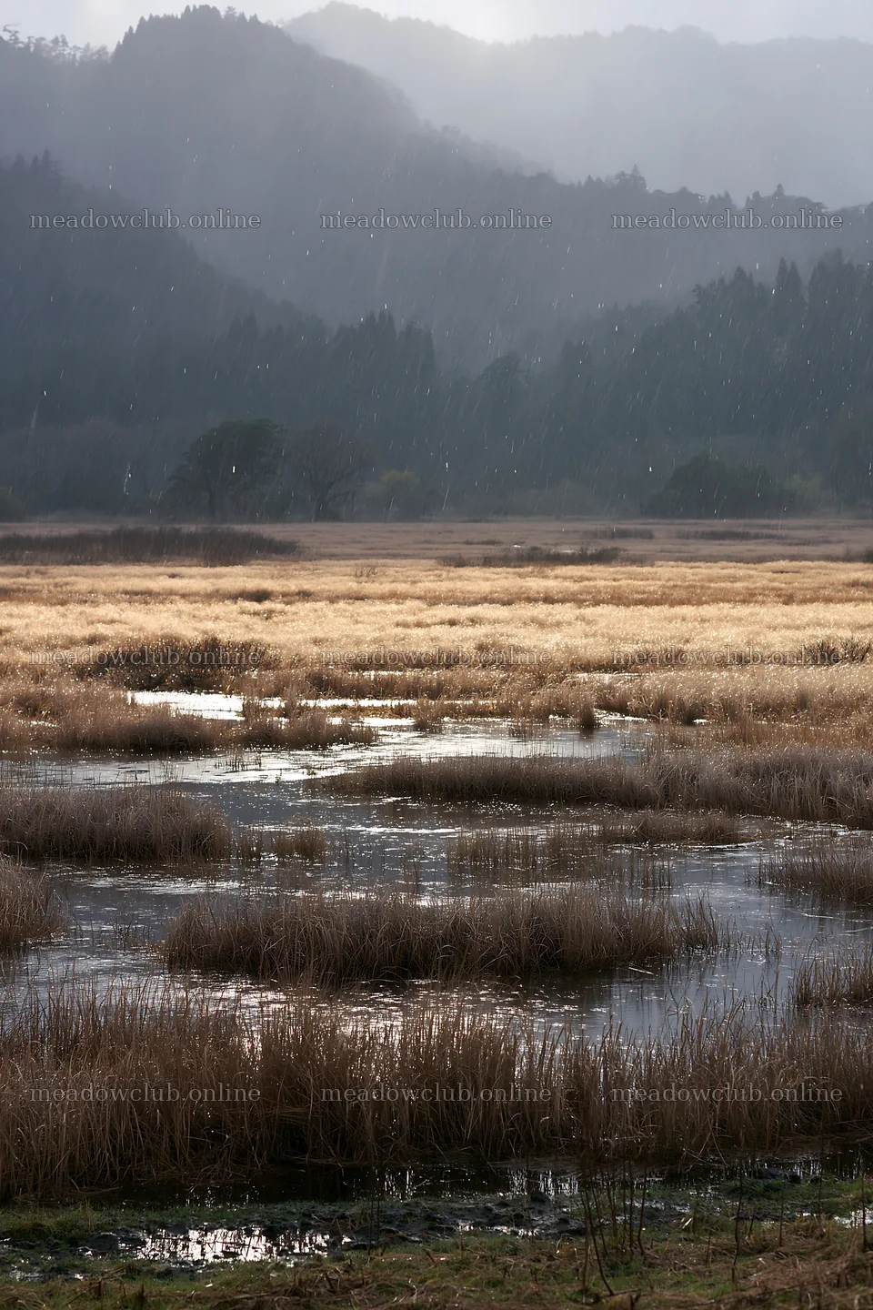 Akita snowmelt meadow with silver grasses in a rainy landscape – meadow photos 6480x9722