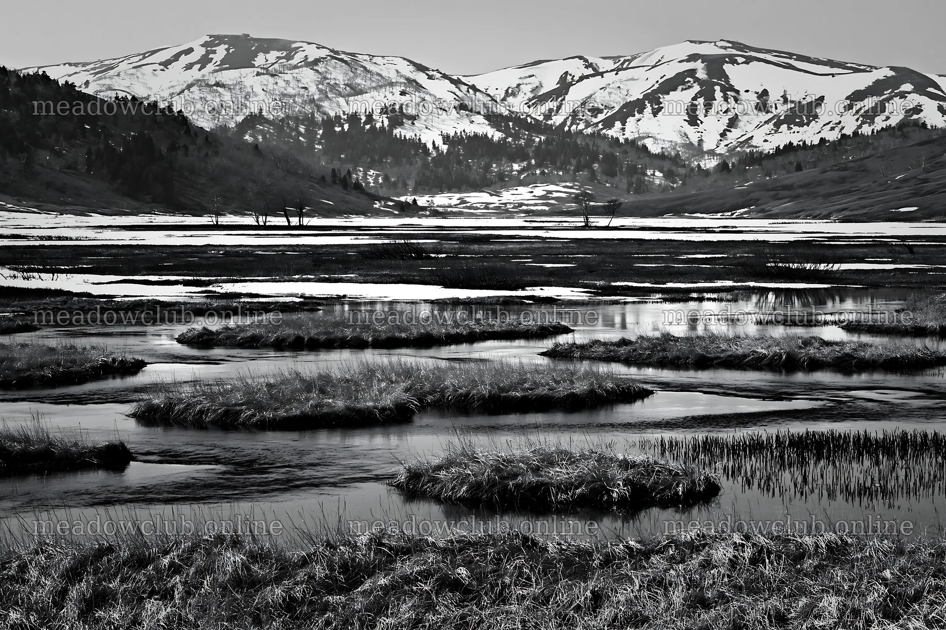 Akita snowmelt meadow with silver grasses in spring sunlight – meadow photos 9722x6480