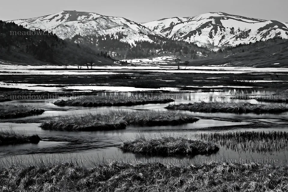 Akita snowmelt meadow with silver grasses in spring sunlight – meadow photos 9722x6480