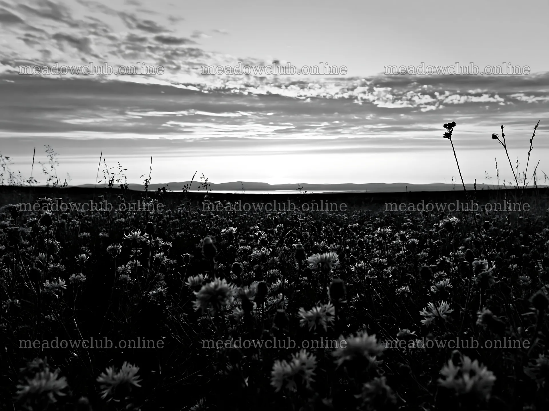 Meadow with knapweed during sunset in black and white – meadow photos 9174x6866