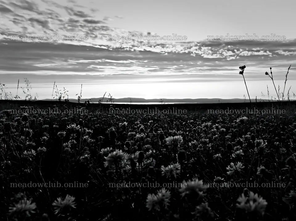 Meadow with knapweed during sunset in black and white – meadow photos 9174x6866