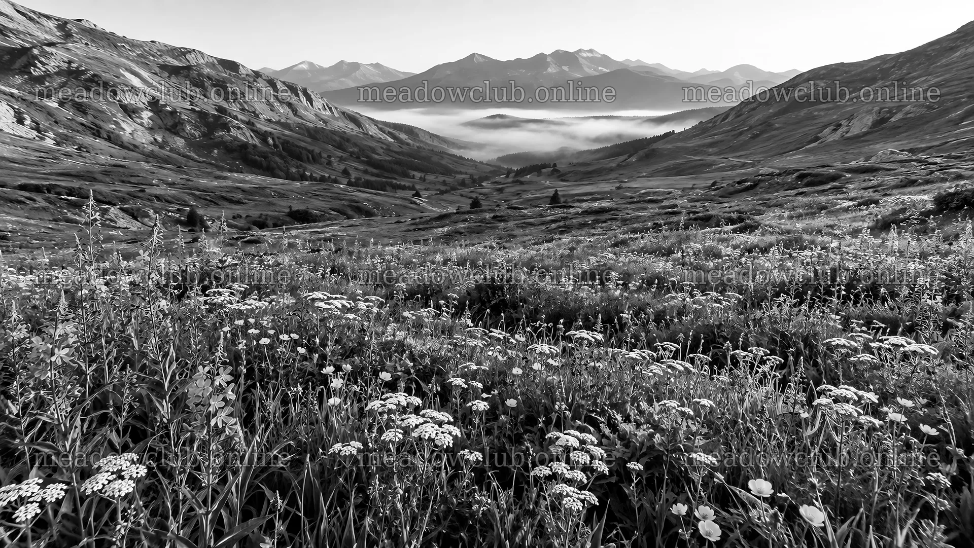 Wildflower Meadow in a Monochrome Mountain Valley – meadow photos 10324x5812