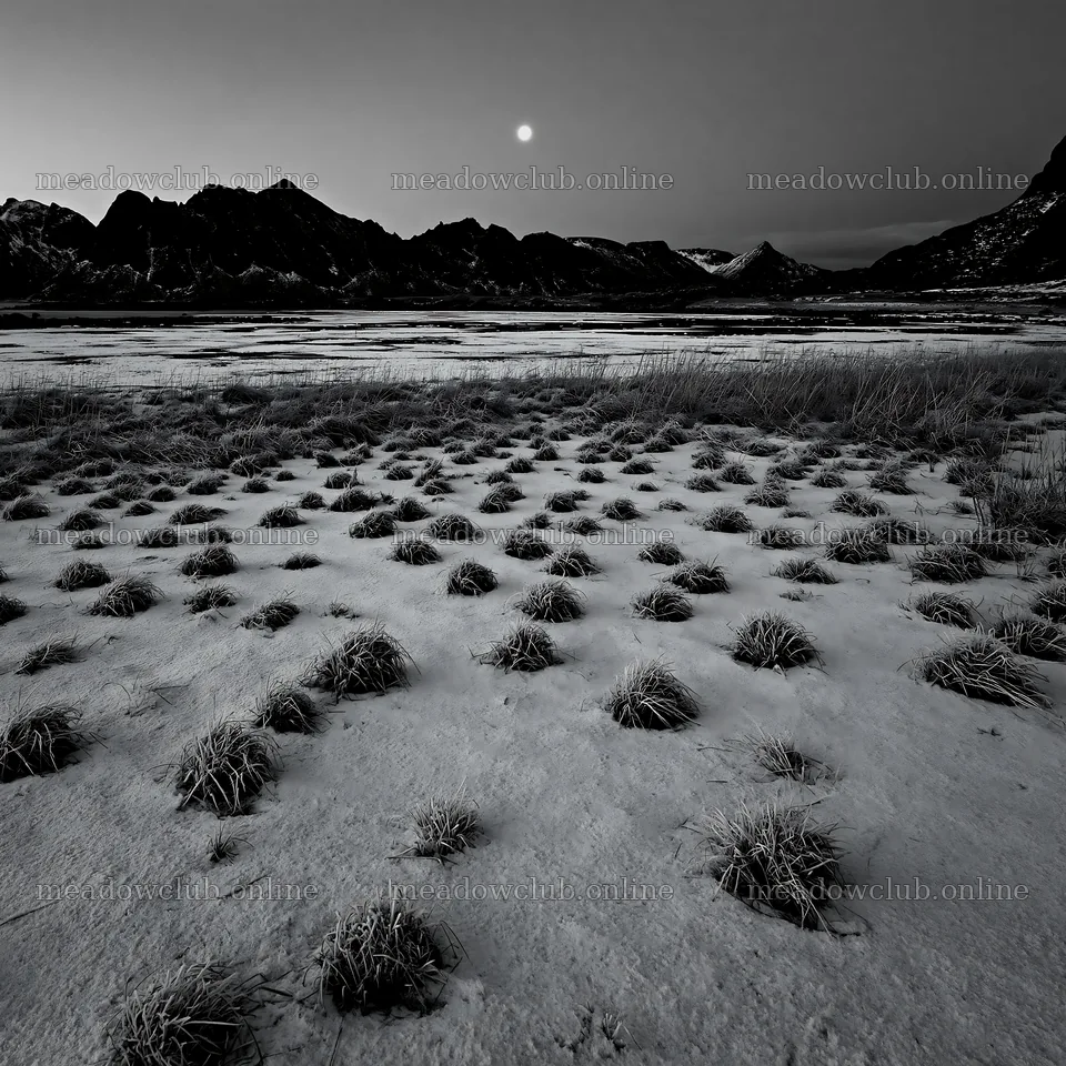 Lofoten coastal meadow in winter with snow and moonrise – meadow photos 7938x7938