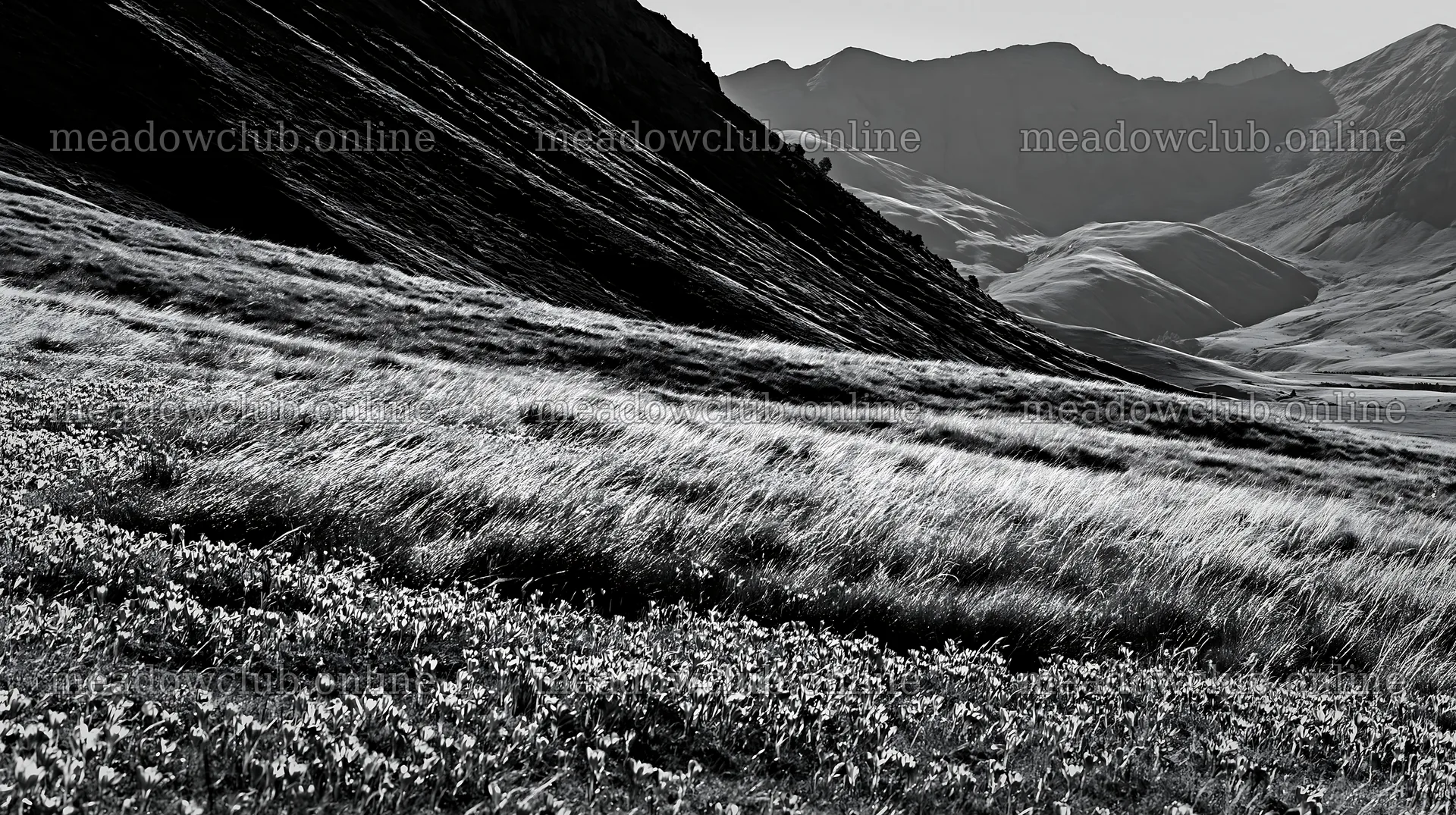 Crocuses bloom in a meadow surrounded by hills – meadow photos 10608x5938