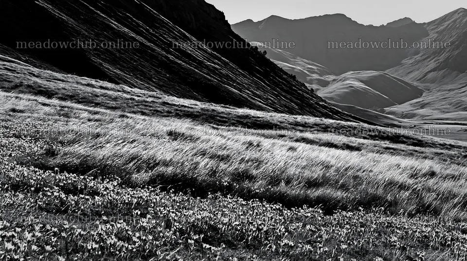 Crocuses bloom in a meadow surrounded by hills – meadow photos 10608x5938
