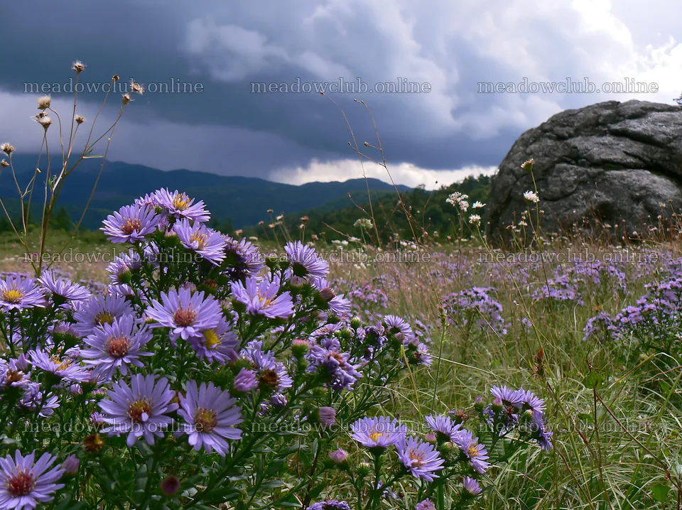 Nagano drought resilient meadow granite boulder with flowers – meadow photos 9174x6866