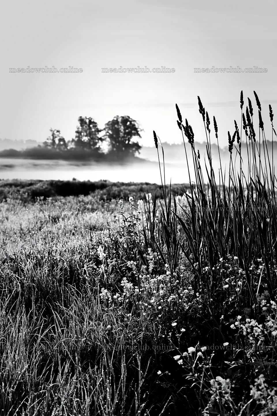 Saga floodplain meadow with reeds and misty background – meadow photos 6480x9722