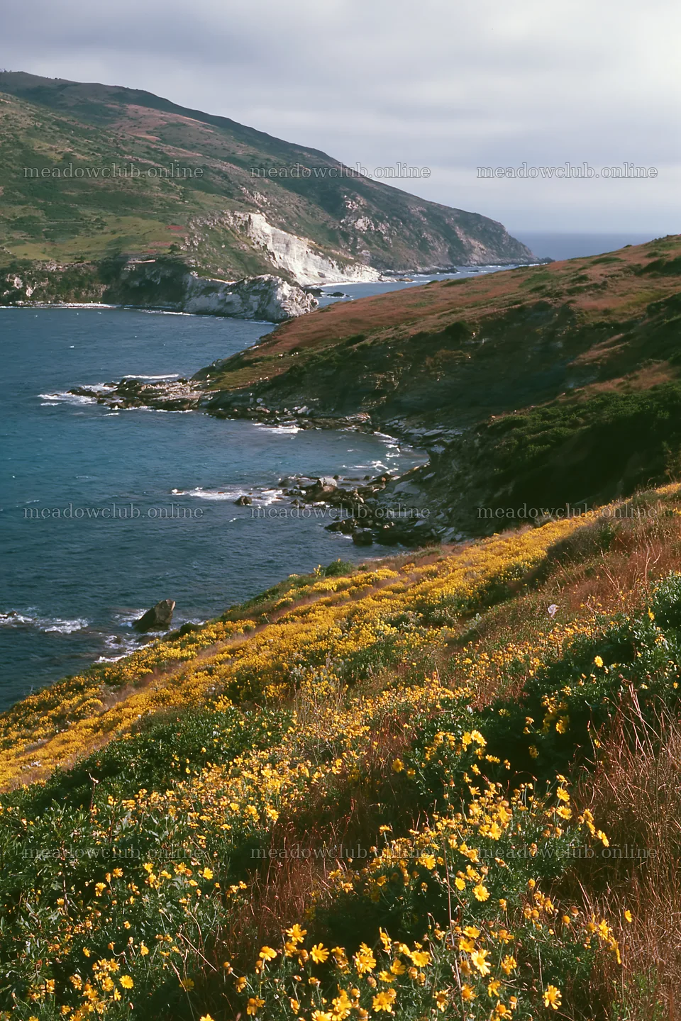 Italian meadow along rocky coast with ocean view – meadow photos 6480x9722