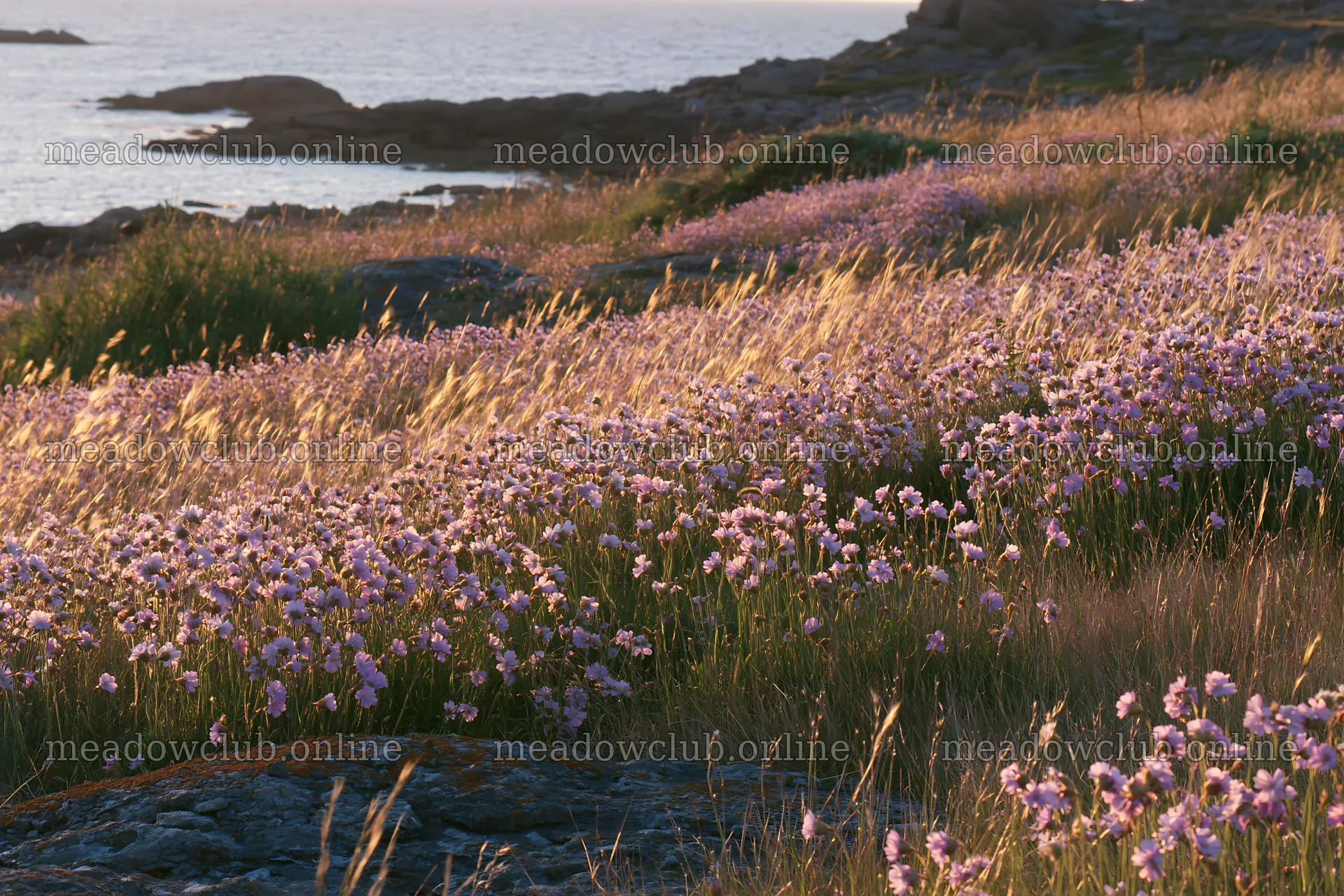 Pink campion meadow near the coast during sunset – meadow photos 9722x6480