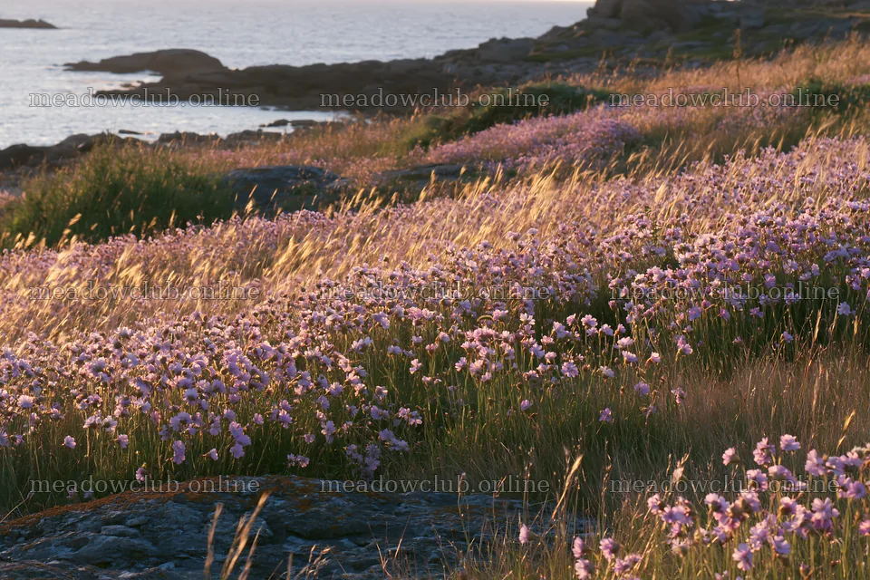 Pink campion meadow near the coast during sunset – meadow photos 9722x6480