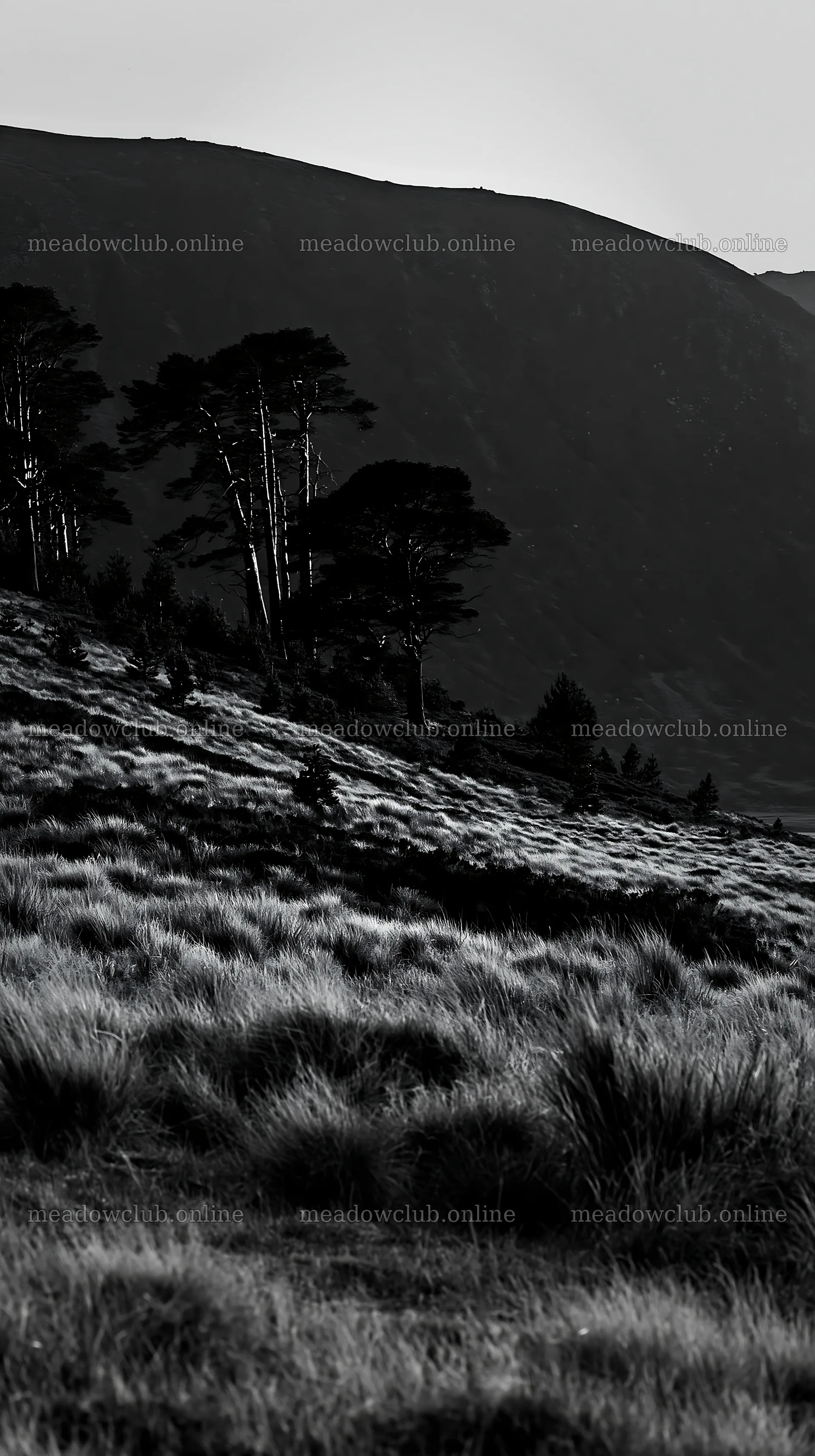 Wild meadow landscape with sparse trees and distant hills – meadow photos 5938x10608