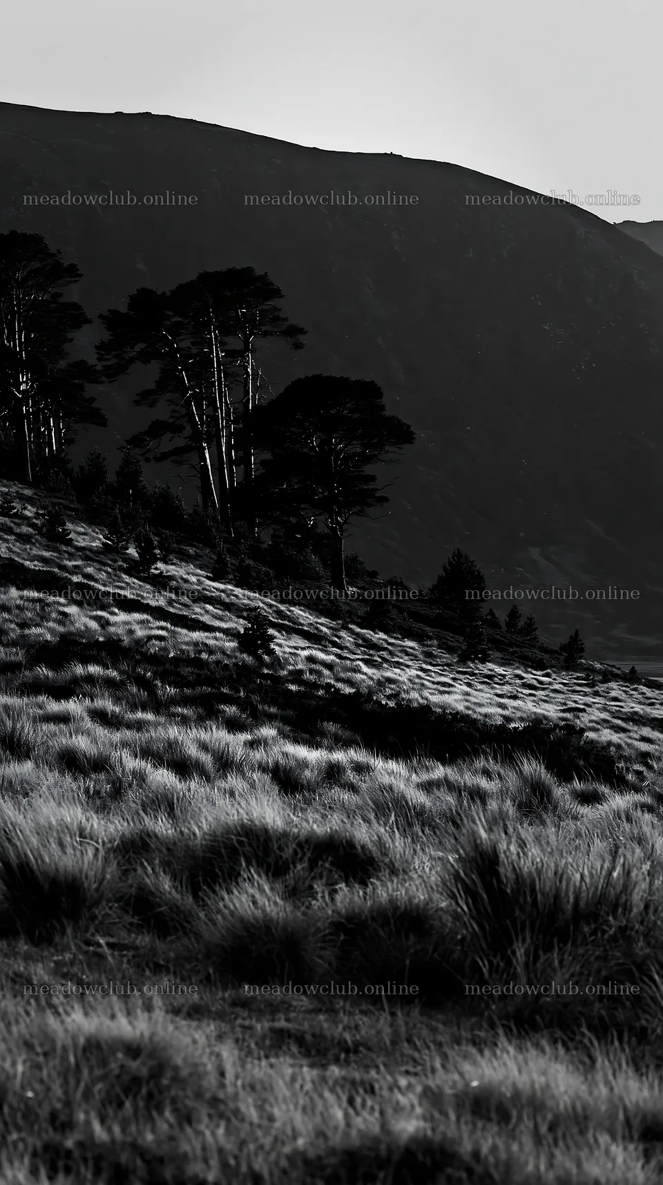 Wild meadow landscape with sparse trees and distant hills – meadow photos 5938x10608