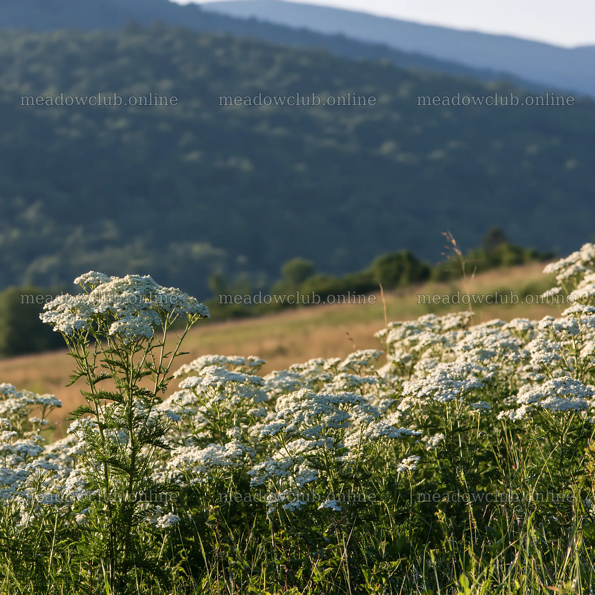 Yarrow meadow bloom in natural setting during daylight – meadow photos 7938x7938