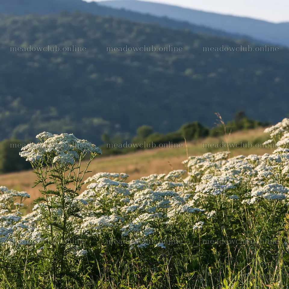 Yarrow meadow bloom in natural setting during daylight – meadow photos 7938x7938