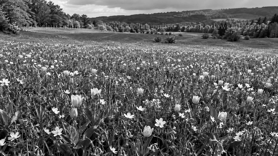 Spring Bulb Meadow in Monochrome – meadow photos 10324x5812