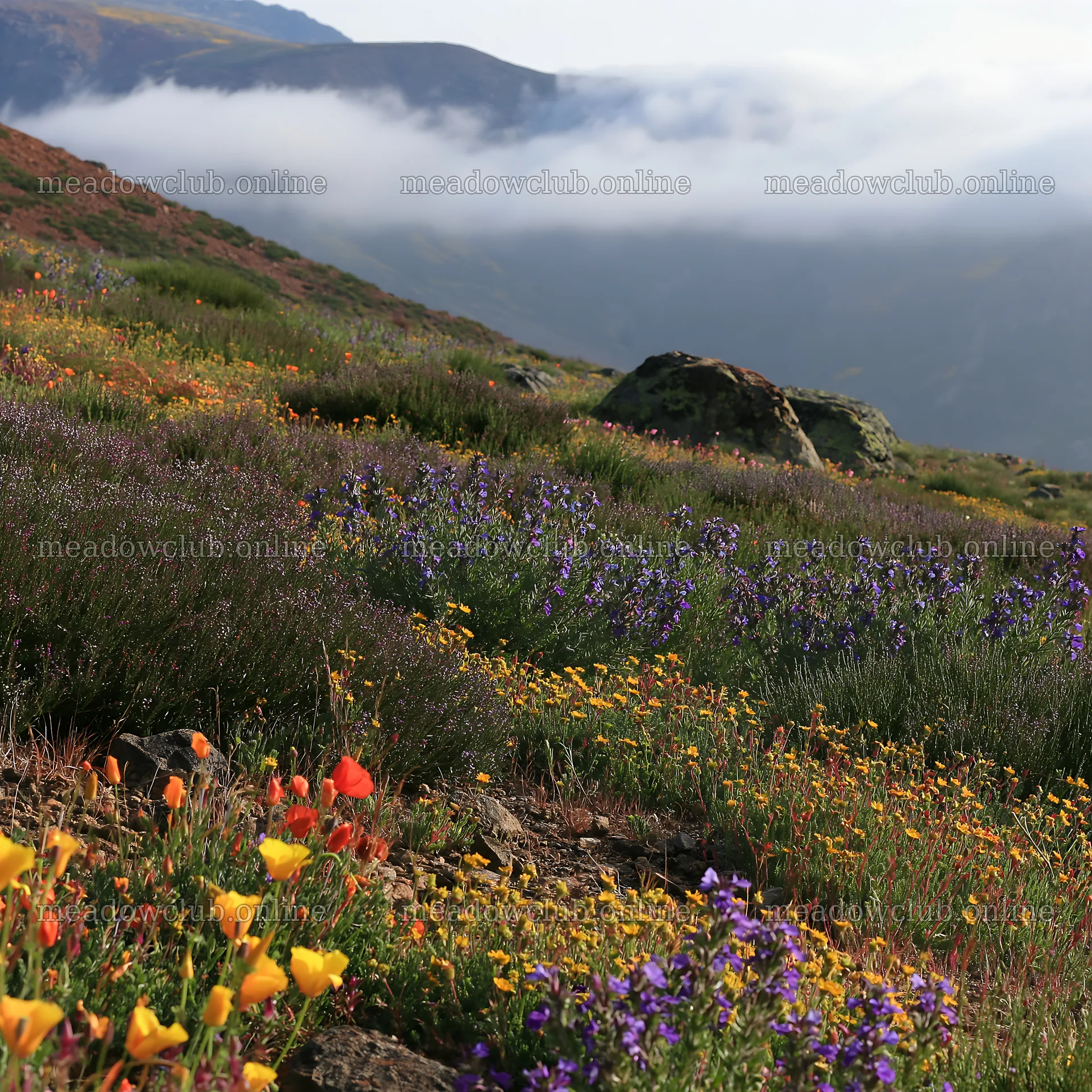 Poppy larkspur meadow with fog in the background – meadow photos 7938x7938