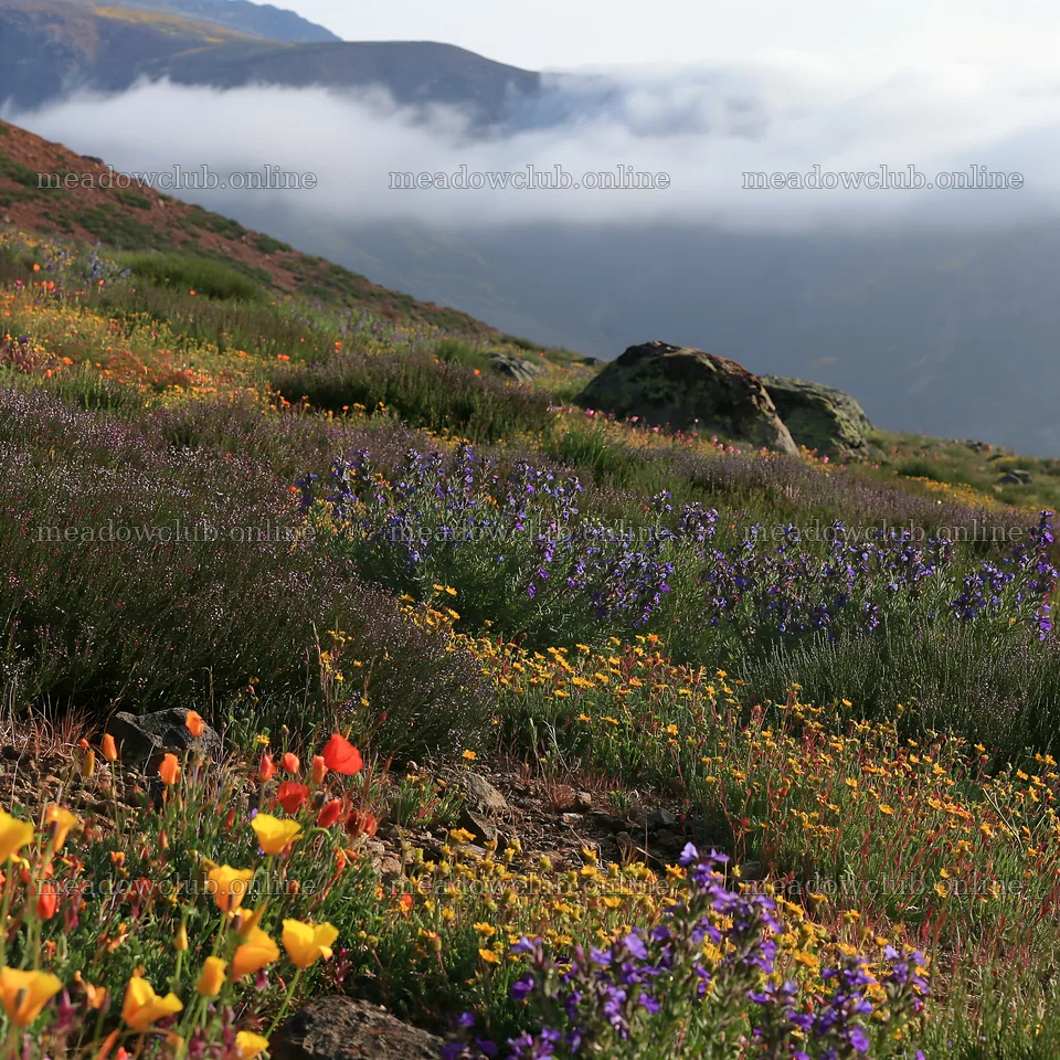 Poppy larkspur meadow with fog in the background – meadow photos 7938x7938