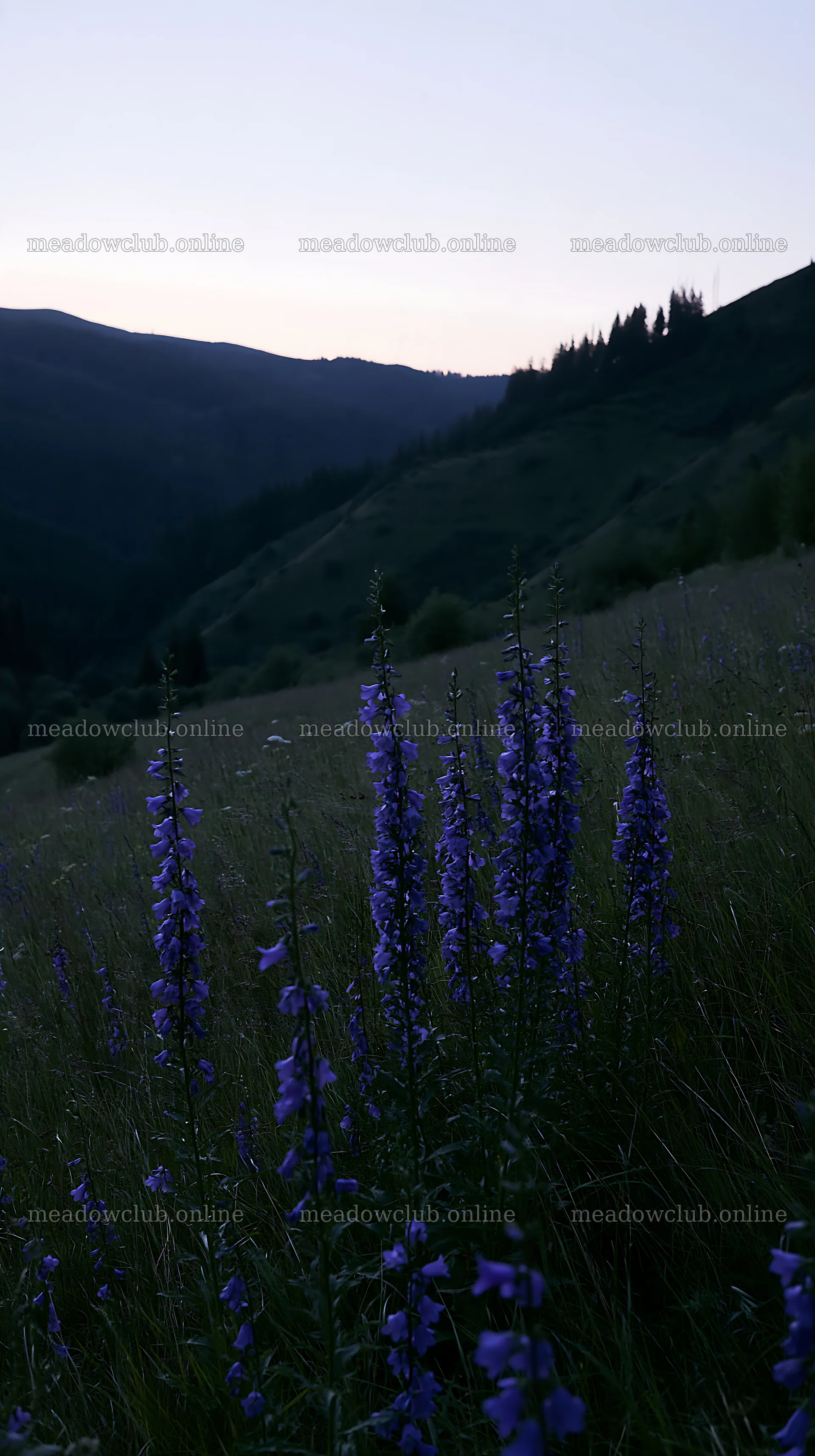 Slovak meadow across Carpathian valley during morning light – meadow photos 5938x10608