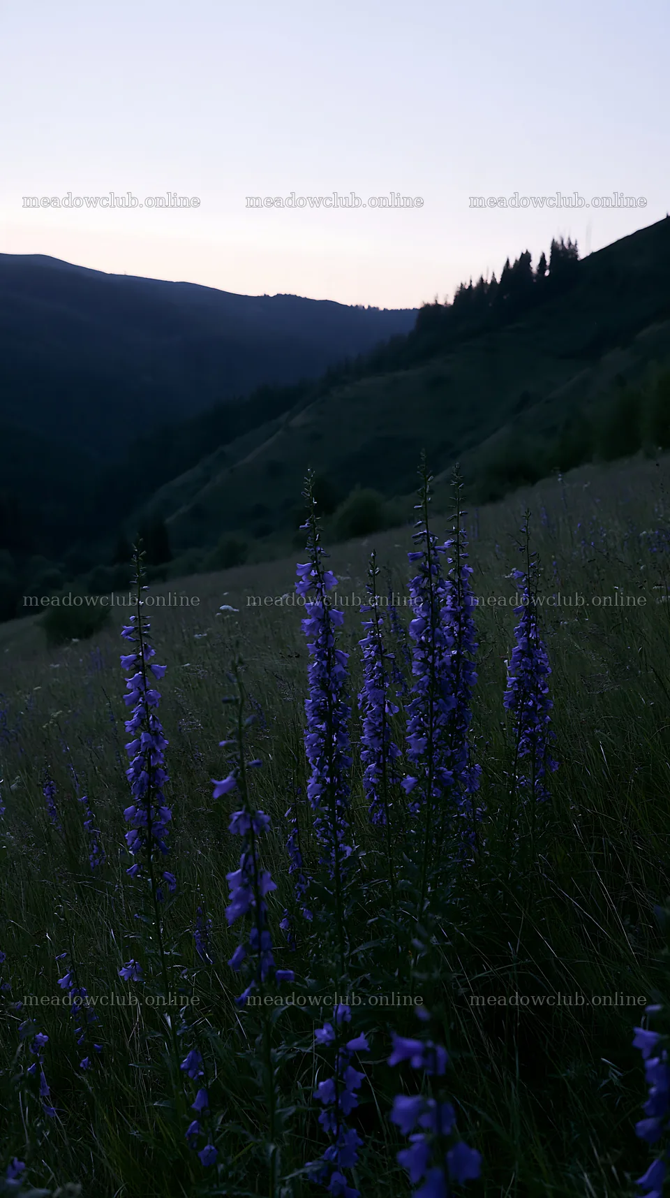 Slovak meadow across Carpathian valley during morning light – meadow photos 5938x10608