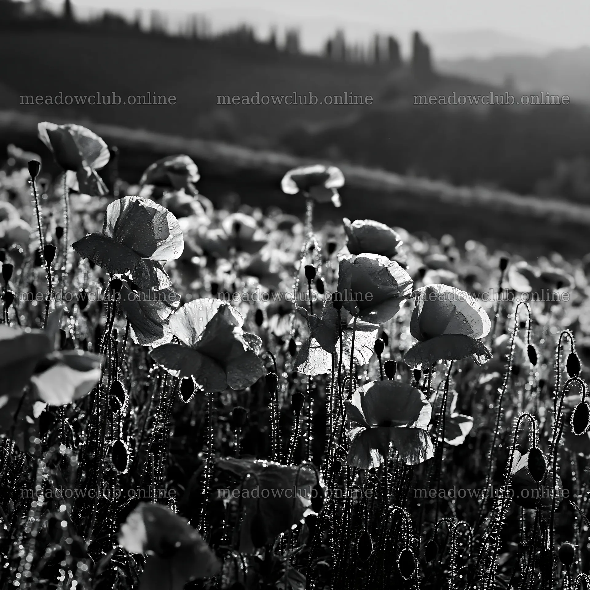 Rainwashed meadow with poppies in soft sunlight – meadow photos 7938x7938
