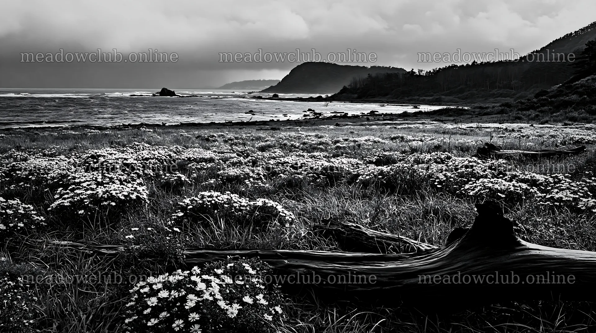 Nagasaki coastal meadow with driftwood and flowers – meadow photos 10608x5938