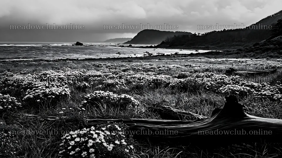 Nagasaki coastal meadow with driftwood and flowers – meadow photos 10608x5938