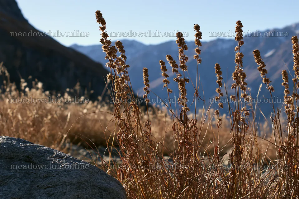 Seedhead meadow showing dried plants and rocky terrain – meadow photos 9722x6480